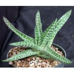 Gasteraloe cv Pauline 8-inch pots