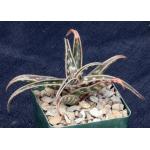 Gasteraloe cv La Petite 4-inch pots