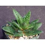 Gasteraloe cv Flow 3-inch pots