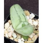 Gasteraloe cv Green Ice 2-inch pots