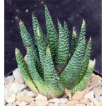Gasterhaworthia cv ‘Minima‘ 5-inch pots