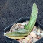 Gasterhaworthia liliputana x blackburniae 2-inch pots