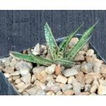 Gasterhaworthia liliputana x blackburniae 4-inch pots