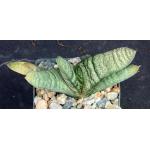 Gasteria batesiana Klipwal 3-inch pots