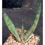 Gasteria batesiana var. dolomitica (Penge) 4-inch pots