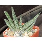 Gasteria carinata var. verrucosa 3-inch pots