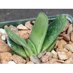 Gasteria cv Frosty 3-inch pots