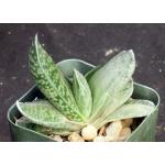 Gasteria cv skinneri variegate 2-inch pots