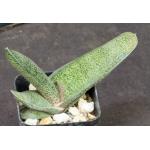 Gasteria cv Peg’s Big Boy 2-inch pots