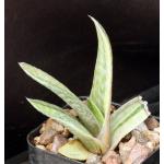 Gasteria disticha variegate 3-inch pots