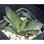 Gasteria rawlinsonii x liliputana (RD 841) 2-inch pots