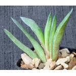 Gasteria cv Blue Ox x glomerata 2-inch pots