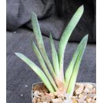 Gasteria cv Blue Ox x glomerata 4-inch pots