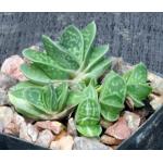 Gasteraloe cv Little Squirt 2-inch pots