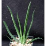 Gasteria acinacifolia 5-inch pots