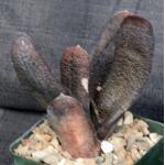 Gasteria batesiana Barberton 4-inch pots