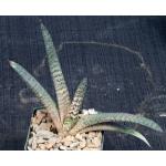 Gasteria batesiana (GAS 007) 4-inch pots