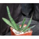 Gasteria batesiana var. dolomitica (Penge) 4-inch pots