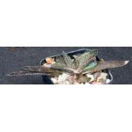 Gasteria batesiana variegate 2-inch pots