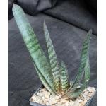 Gasteria batesiana x croucheri 4-inch pots