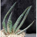 Gasteria batesiana x croucheri one-gallon pots