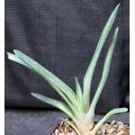 Gasteria cv Blue Ox x glomerata 5-inch pots