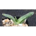 Gasteria carinata var. glabra (RK 92006) 2-inch pots