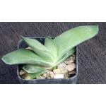 Gasteria cv Blue Ox x self 2-inch pots