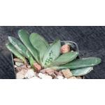 Gasteria cv Frosty 2-inch pots