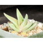 Gasteraloe cv ‘Green Ice‘ 4-inch pots