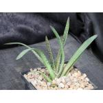 Gasteria cv Ox Tongue 5-inch pots