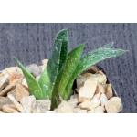 Gastrolea cv Wonder 2-inch pots
