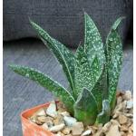 Gastrolea cv Wonder 4-inch pots