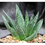 Gastrolea cv Wonder 5-inch pots