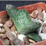 Gasteria cv Sakura Fuji 3-inch pots