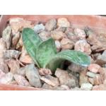 Gasteria cv Sakura Fuji 3-inch pots
