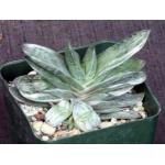 Gasteria cv Sakura Fuji 4-inch pots