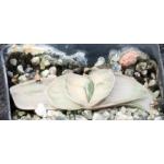 Gasteria cv satsu-satsu-no-matsu 2-inch pots