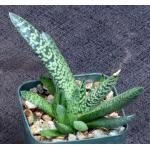 Gasteria cv Snowflake 3-inch pots
