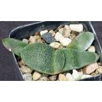 Gasteria cv Shoei 2-inch pots