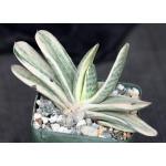 Gasteria disticha white variegate 4-inch pots