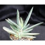 Gasteria disticha white variegate 5-inch pots