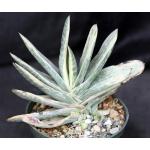 Gasteria disticha white variegate 6-inch pots