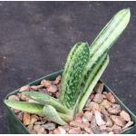 Gasteria disticha variegate 4-inch pots