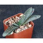 Gasteria doreeniae 3-inch pots