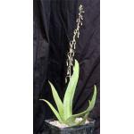 Gasteria penduliflora one-gallon pots
