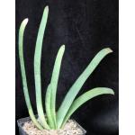 Gasteria penduliflora one-gallon pots