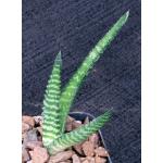 Gasteria thunbergii 2-inch pots