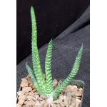 Gasteria thunbergii 4-inch pots