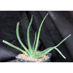 Gasteria thunbergii one-gallon pots